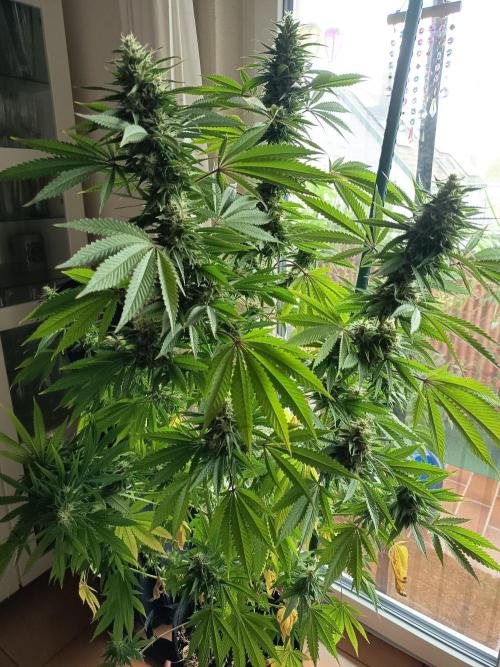 Blue Bullet Auto im Regal. Week 16 - Tag 112