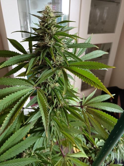 Blue Bullet Auto im Regal. Week 16 - Tag 112