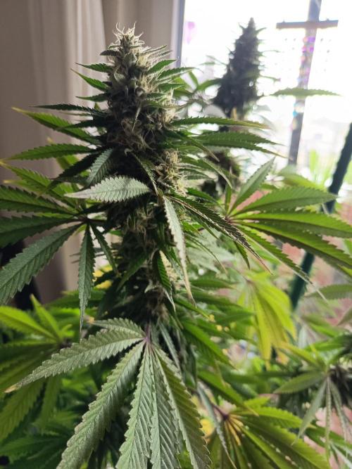 Blue Bullet Auto im Regal. Week 16 - Tag 112