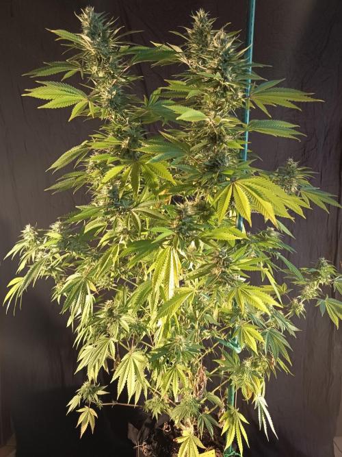 Blue Bullet Auto im Regal. Week 17 - Tag 113