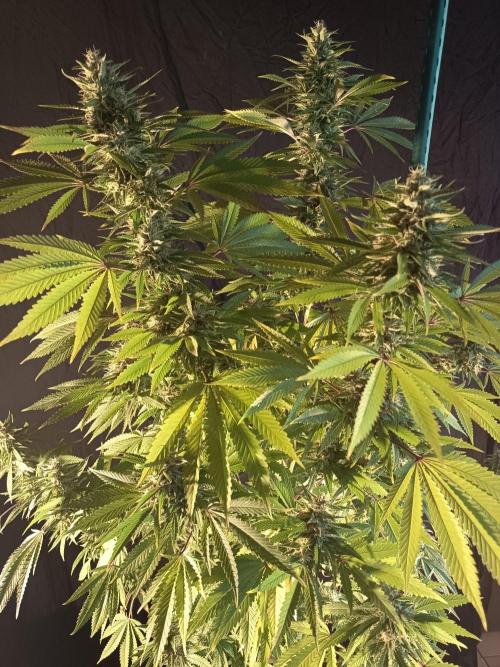 Blue Bullet Auto im Regal. Week 17 - Tag 113