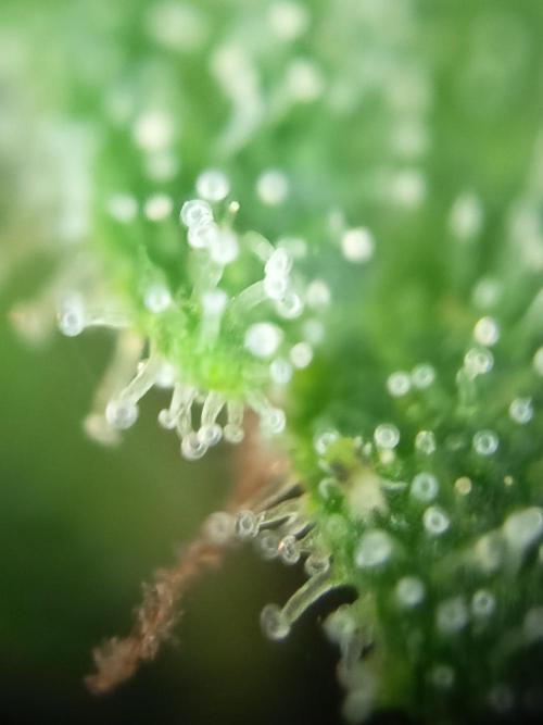 Blue Bullet Auto im Regal. Week 17 - Tag 113