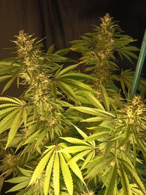 Blue Bullet Auto im Regal. Week 17 - Tag 113