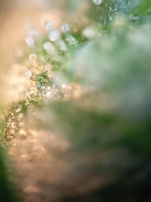 Blue Bullet Auto im Regal. Week 17 - Tag 113