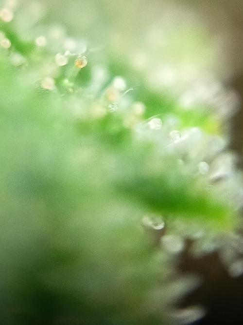 Blue Bullet Auto im Regal. Week 17 - Tag 113