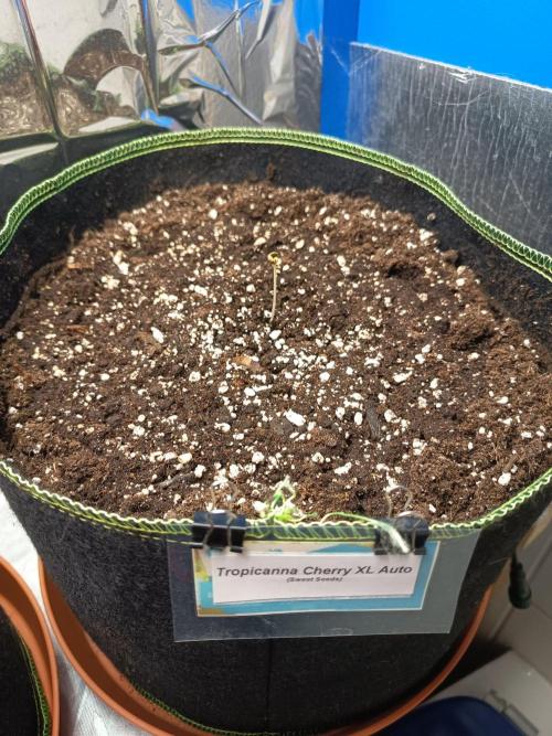 Tropicana Cherry XL Auto im Regal. Week 1 - Tag 1