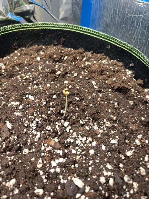 Tropicana Cherry XL Auto im Regal. Week 1 - Tag 1