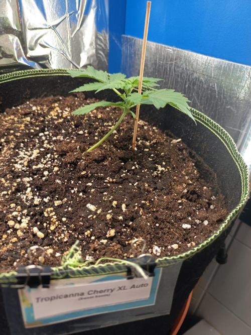 Tropicana Cherry XL Auto im Regal. Week 2 - Tag 14
