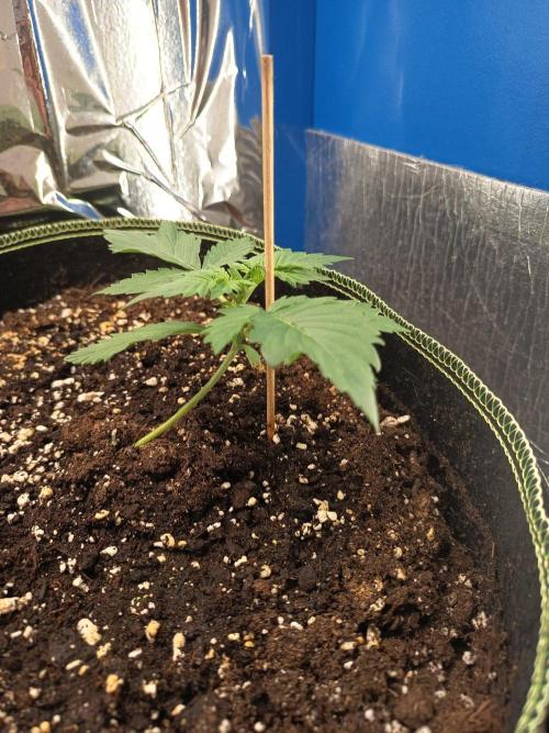 Tropicana Cherry XL Auto im Regal. Week 2 - Tag 14