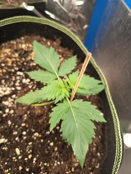 Tropicana Cherry XL Auto im Regal. Week 2 - Tag 14