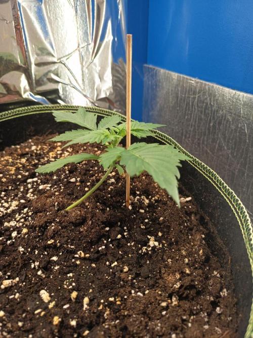 Tropicana Cherry XL Auto im Regal. Week 2 - Tag 14
