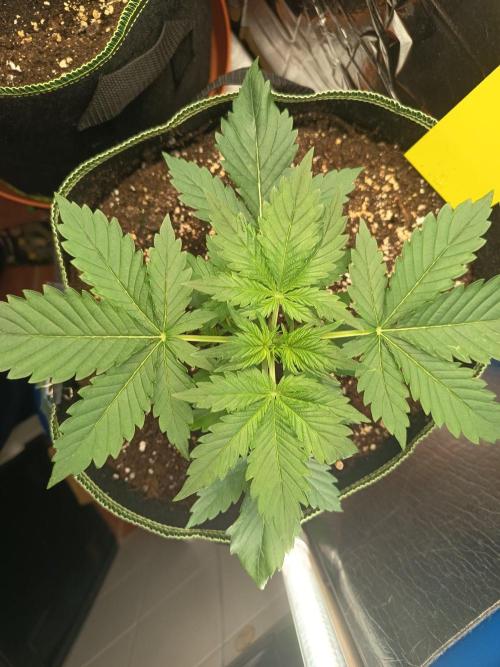 Tropicana Cherry XL Auto im Regal. Week 3 - Tag 19