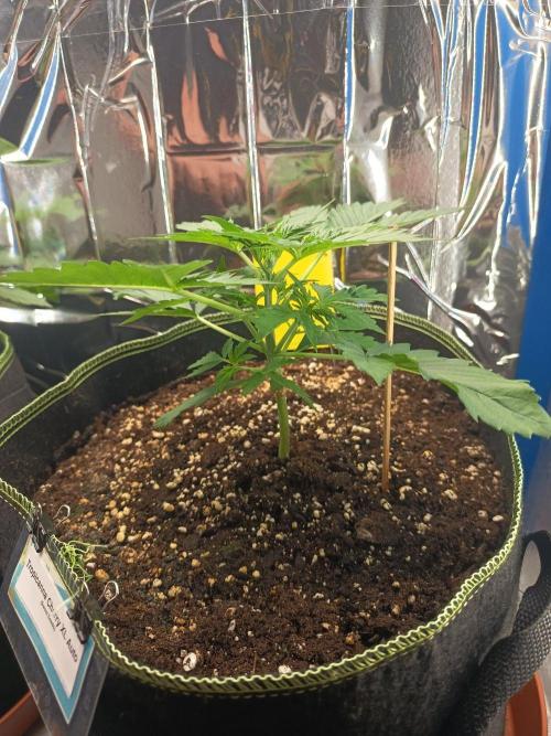 Tropicana Cherry XL Auto im Regal. Week 3 - Tag 19