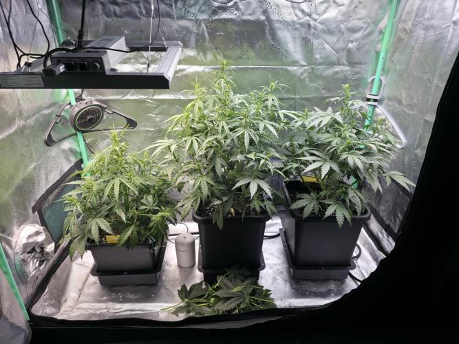 Apple Strudel Auto. Week 4 - Monday 11/10