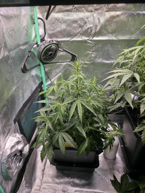 Apple Strudel Auto. Week 4 - Left, seems a little behind, might be since its last
