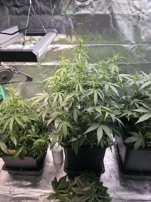 Apple Strudel Auto. Week 4 - Middle