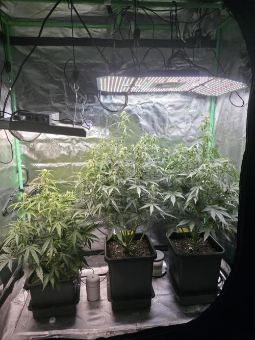 Apple Strudel Auto. Week 5