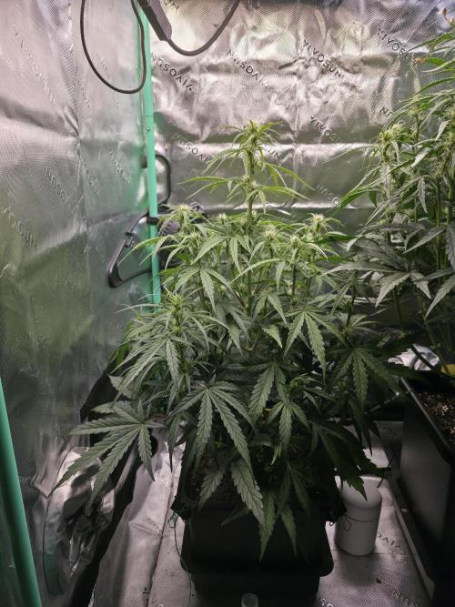 Apple Strudel Auto. Week 5 - Left