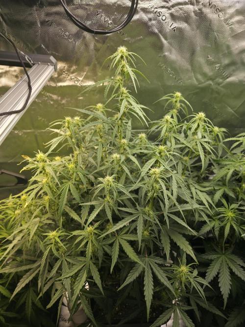 Apple Strudel Auto. Week 5 - Middle