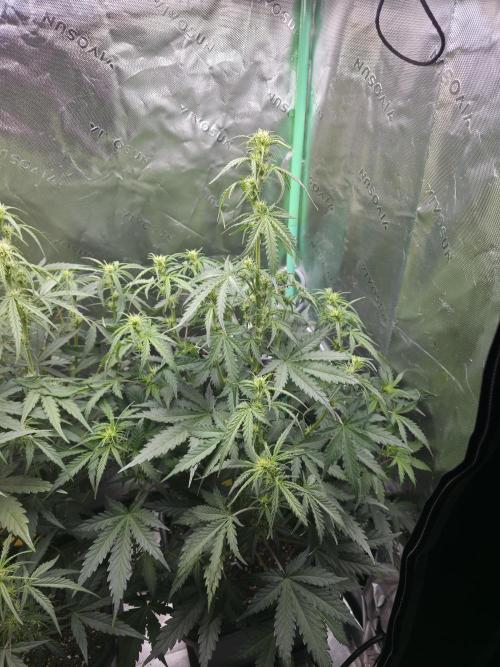 Apple Strudel Auto. Week 5 - Right