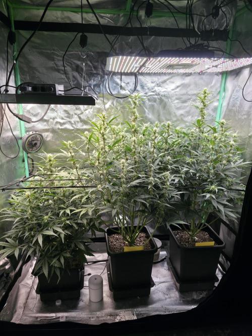 Apple Strudel Auto. Week 6