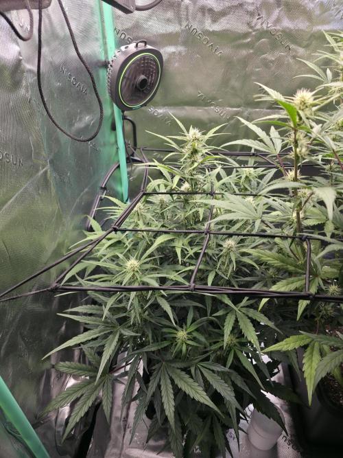 Apple Strudel Auto. Week 6