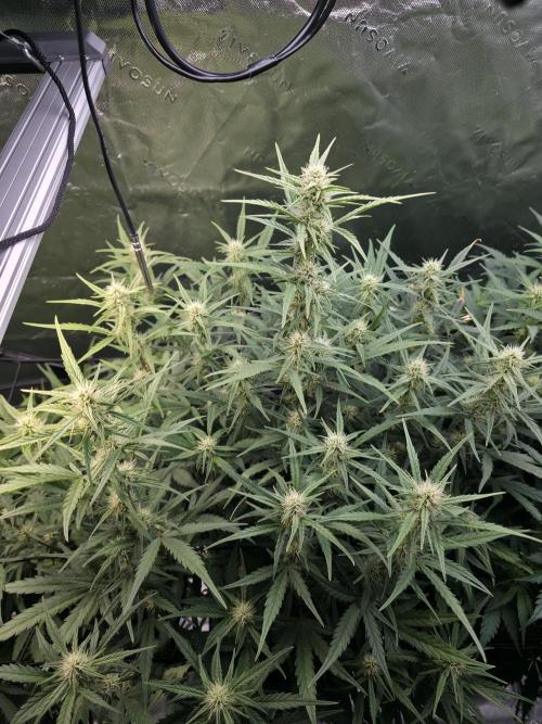 Apple Strudel Auto. Week 6