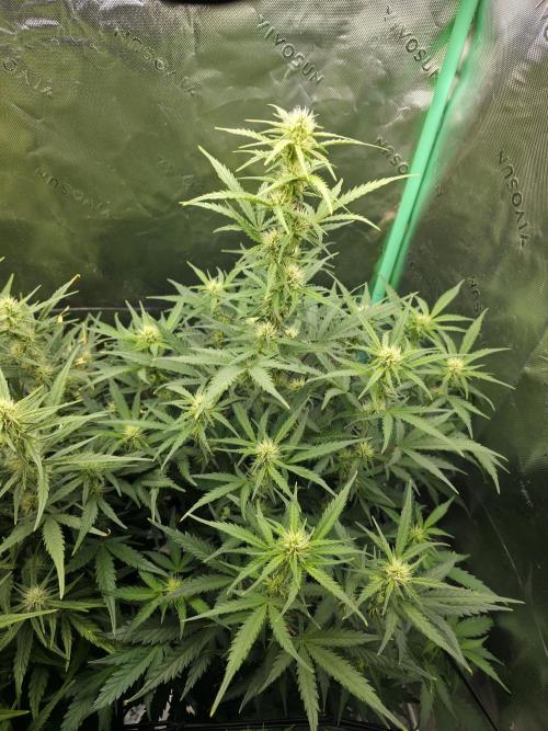 Apple Strudel Auto. Week 6