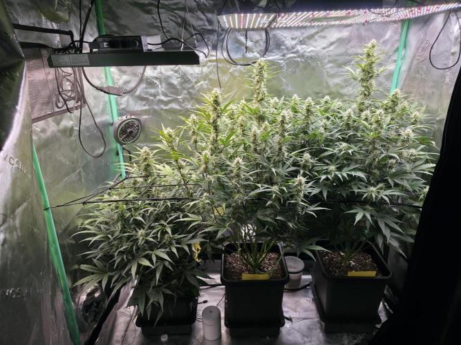 Apple Strudel Auto. Week 7