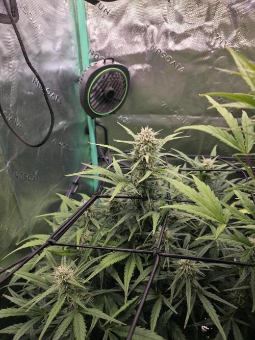 Apple Strudel Auto. Week 7 - Left