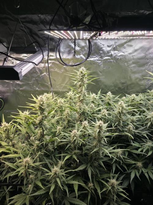 Apple Strudel Auto. Week 7 - Middle