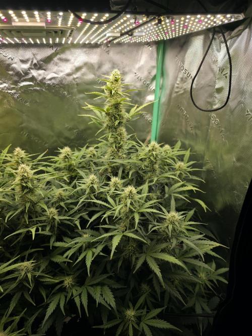 Apple Strudel Auto. Week 7 - Right