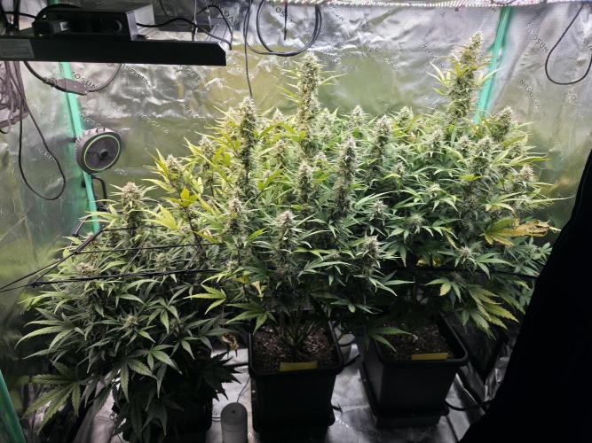 Apple Strudel Auto. Week 8 - Group