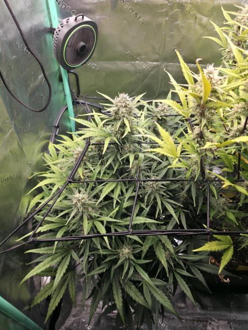 Apple Strudel Auto. Week 8 - Left