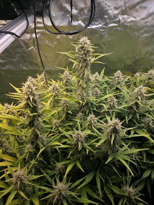 Apple Strudel Auto. Week 8 - Middle