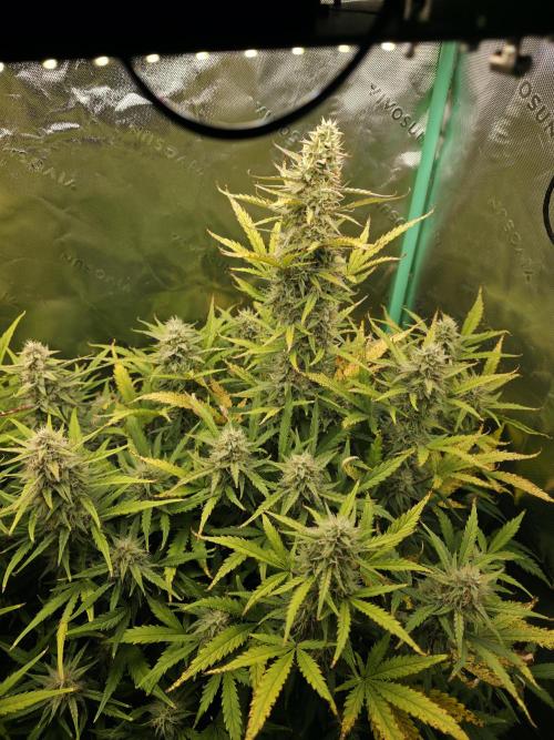 Apple Strudel Auto. Week 8 - Right