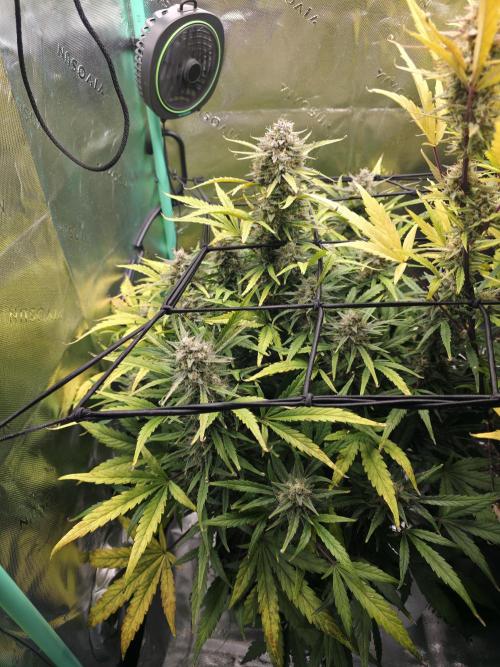 Apple Strudel Auto. Week 9 - Left