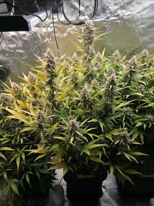 Apple Strudel Auto. Week 9 - Middle