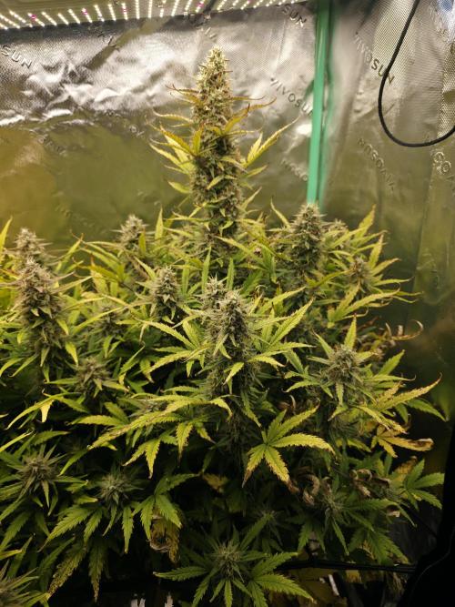 Apple Strudel Auto. Week 9 - Right