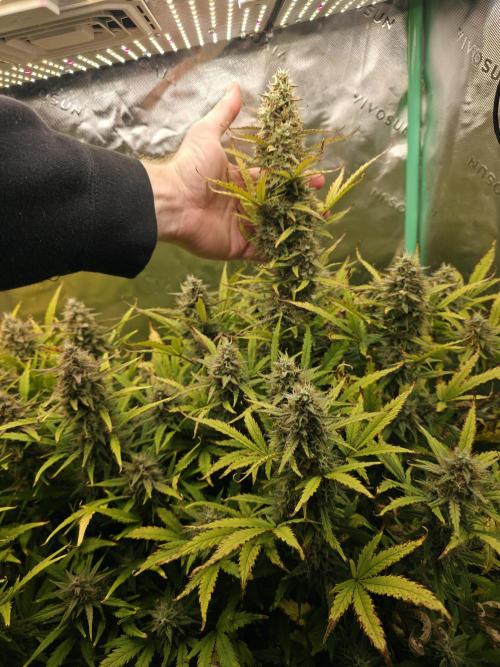 Apple Strudel Auto. Week 9 - Right size comparison