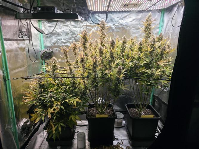 Apple Strudel Auto. Week 10