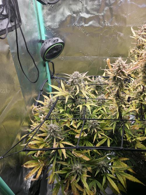 Apple Strudel Auto. Week 10 - Left 