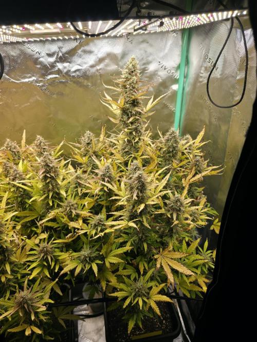 Apple Strudel Auto. Week 10 - Right