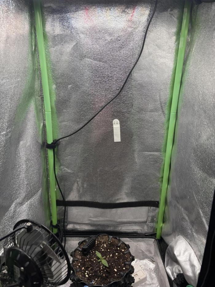 Mango Smile. Week 1 - Start of week 1 for Veg 