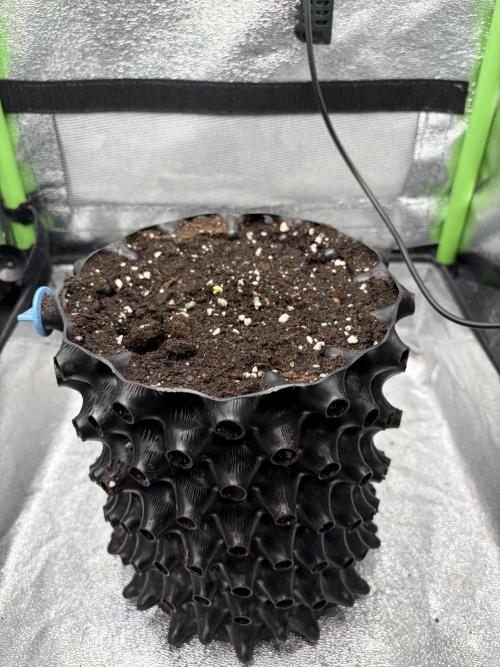 Mango Smile. Week 0 - Popday