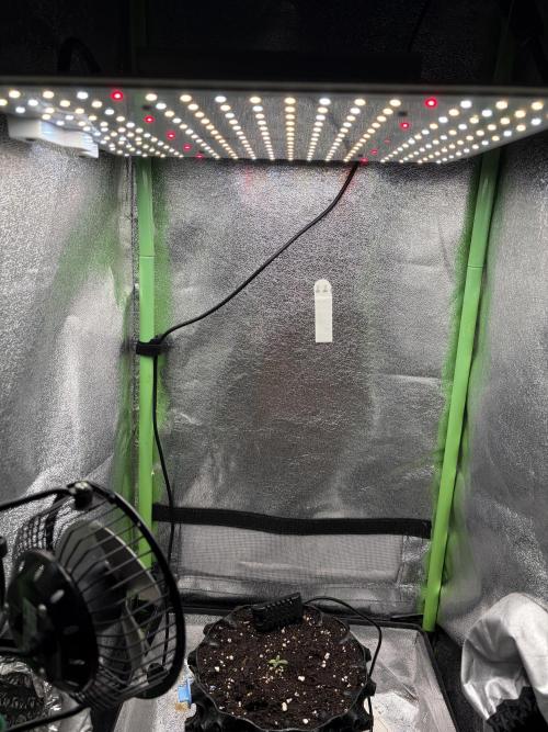 Mango Smile. Week 0 - End of week 1