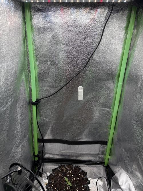 Mango Smile. Week 1 - Start of Week 2 