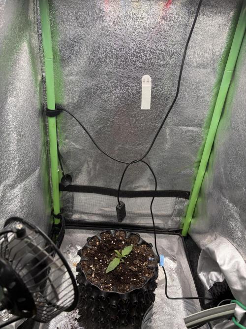 Mango Smile. Week 1 - Mid Week 2 