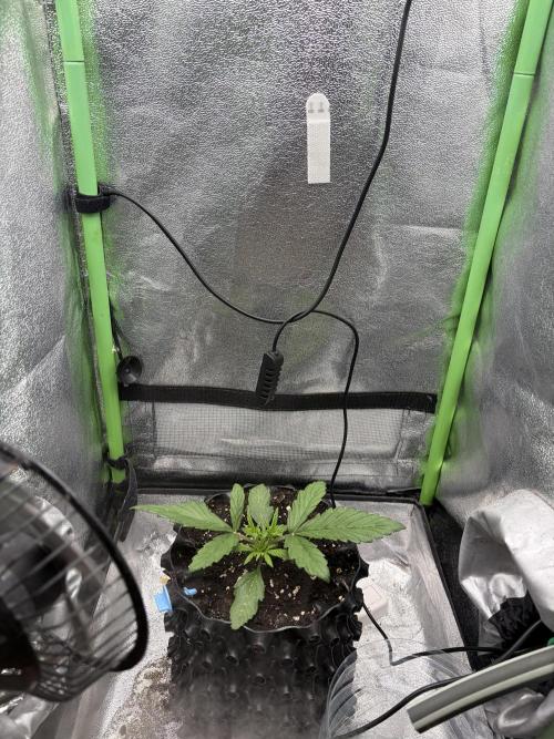 Mango Smile. Week 2 - Mid week 3, day after topping 