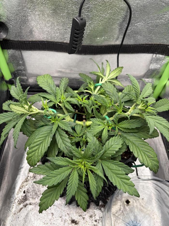 Mango Smile. Week 5 - Start of week